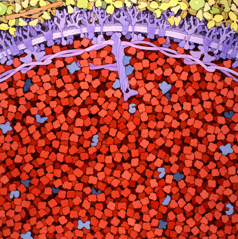 Illustration for article titled Stunning molecular biology illustrations look like floral abstract art